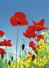 Fototapete - Mohnblumen - Poppy Field