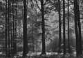 Fototapete Wald Schwarz Weiß