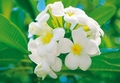 Fototapete - Plumeria Blte - Blume
