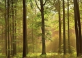 Fototapete Herbstwald Wald