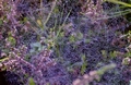Fototapete Vlies - Morgentau im Spinnennetz