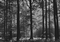  x FOTOTAPETE WALD SCHWARZ WEI�