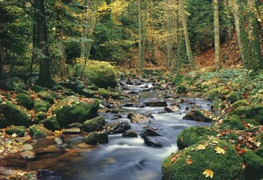 Fototapete Bach im Wald