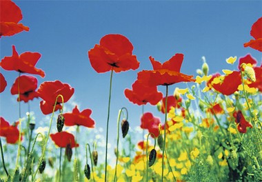 Fototapete - Poppy Field - Mohnfeld