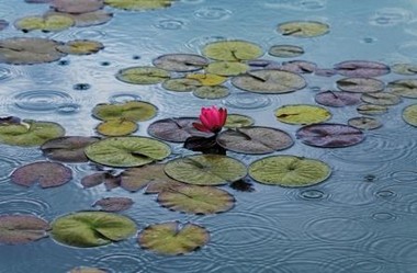 Fototapete - Riesenposter - Waterlilies - Klicken fr grssere Ansicht