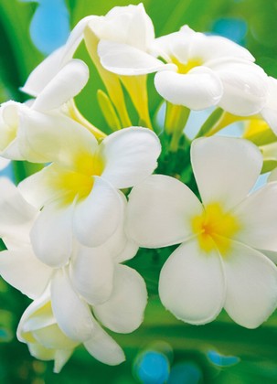 Fototapete - Blumen - Frangipani Blossoms - Klicken fr grssere Ansicht