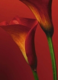 FOTOTAPETE - RED CALLA LILIES