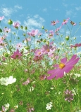 FOTOTAPETE - FLOWER MEADOW - BLUMENWIESE