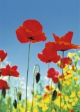 MOHNBLUMEN - POPPY FIELD