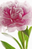 RIESENPOSTER - BLUME - PINK PEONY