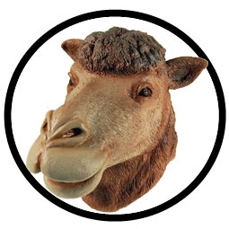 Kamel Maske Erwachsene - Klicken für grössere Ansicht