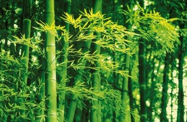 Fototapete - Riesenposter - Bambus im Frhling - Bamboo in Spring - Klicken fr grssere Ansicht