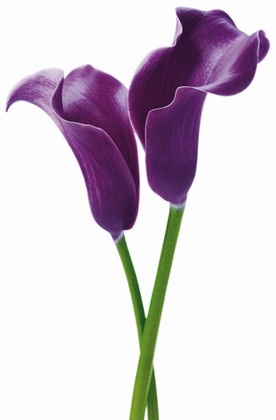 Fototapete - Riesenposter - Blume -  Purple Calla Lilies - Klicken fr grssere Ansicht