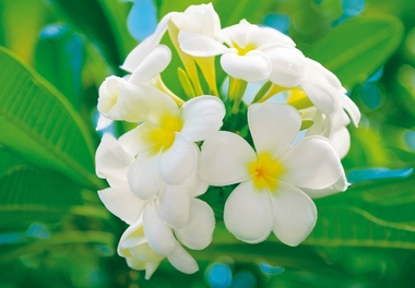 Fototapete - Plumeria Blüte - Blume - Klicken für grössere Ansicht